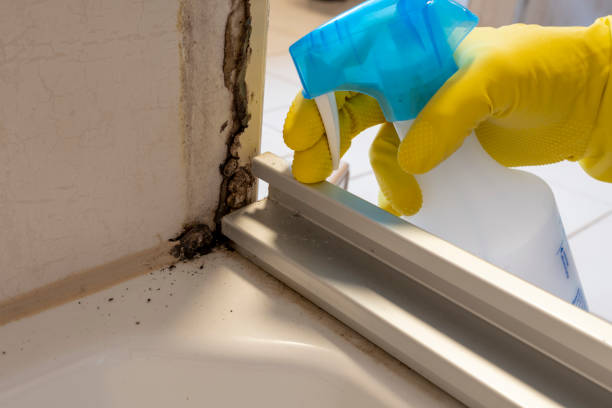Best White Mold Remediation in Rogersville, AL