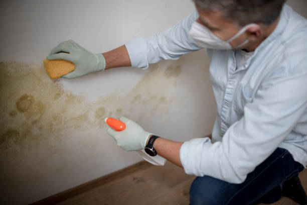 Best DIY Mold Remediation Support Services in Rogersville, AL