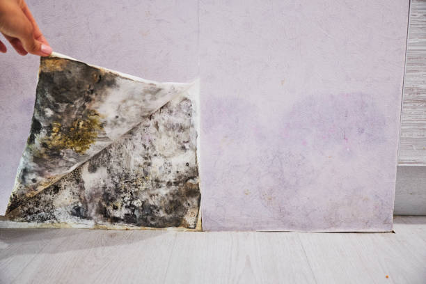 Best Mold Testing and Inspection Services in Rogersville, AL